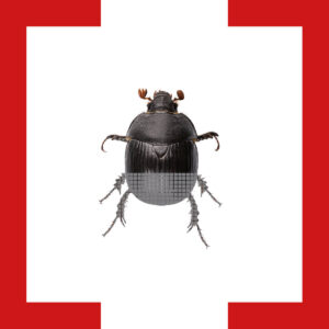 fremdkörper_Klammer_käfer