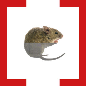 fremdkörper_Klammer_maus